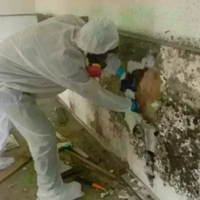 Mold Remediation and Removal in Caruthers, CA